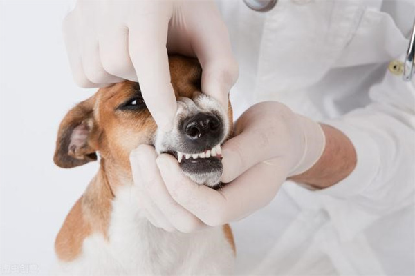 狗狗患牙龈炎的时候有什么症状