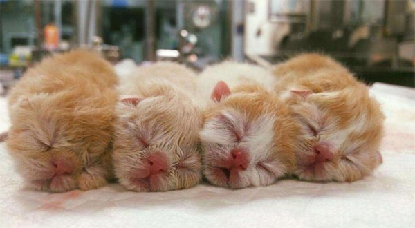 猫咪生产过程中怎么护理