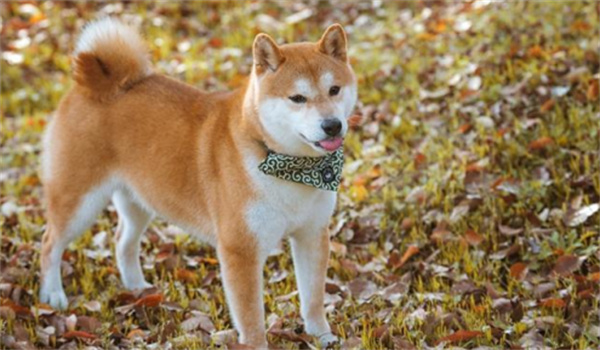 柴犬狗狗在秋季应该怎么饲养才好