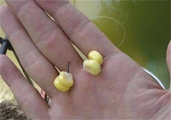 夏天用玉米浮钓鳊鱼的最佳方法