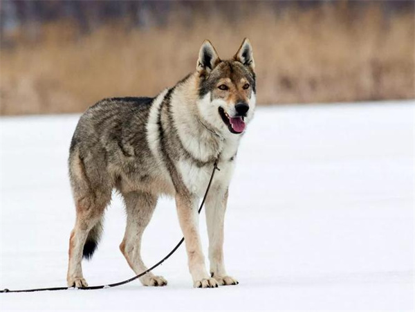 捷克狼犬怎么训练捡东西 捷克狼犬叼东西训练方法