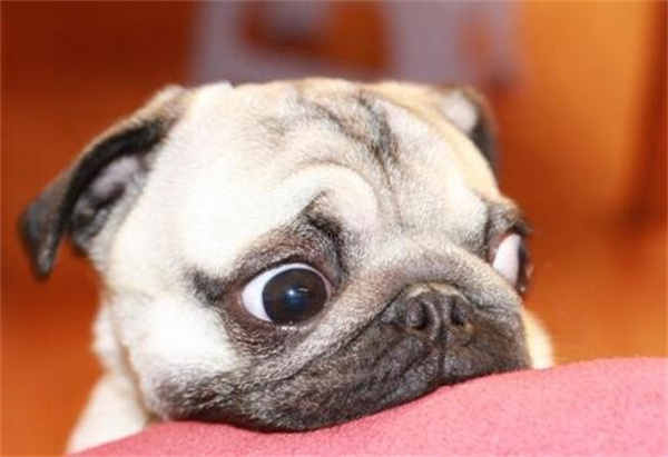 巴哥犬感冒症状和治疗方法