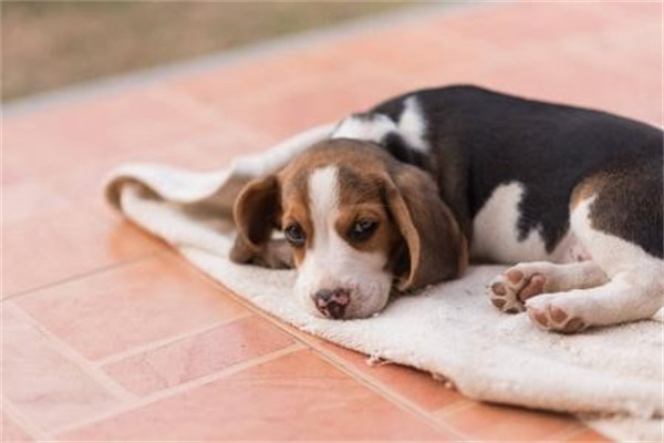 狗狗为什么喜欢睡地板