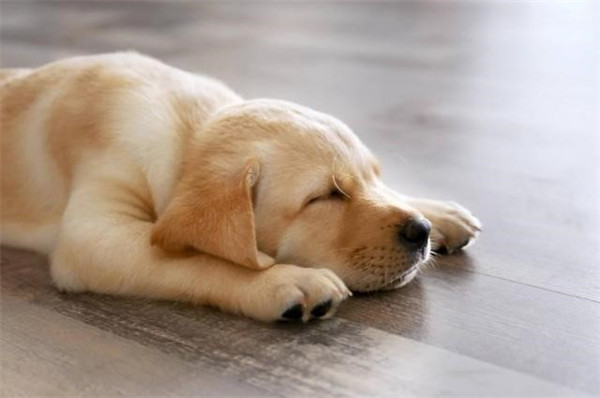 狗狗为什么喜欢睡地板
