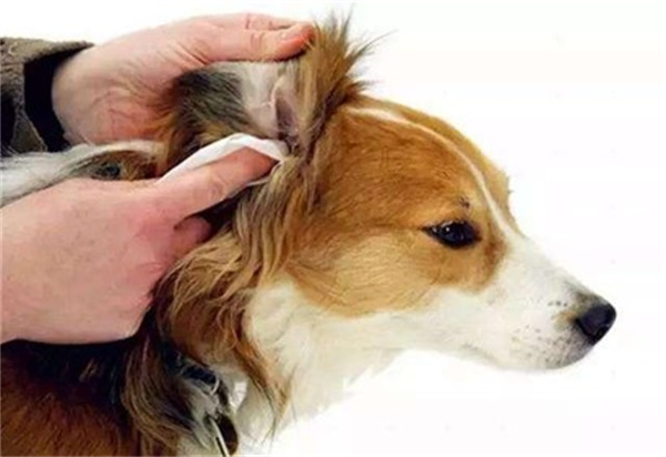 边境牧羊犬外耳炎治疗方法