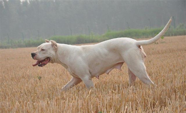 杜高犬是什么性格