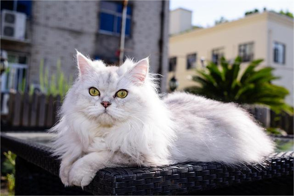 土耳其安哥拉猫粘人吗 安哥拉猫习性介绍