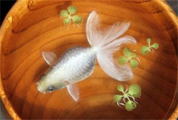 怎么做树脂画金鱼 手工树脂画鱼的作品图片