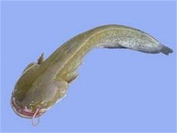 海鲶鱼最喜欢吃什么味型的食物 海鲶鱼的觅食习性和垂钓方法