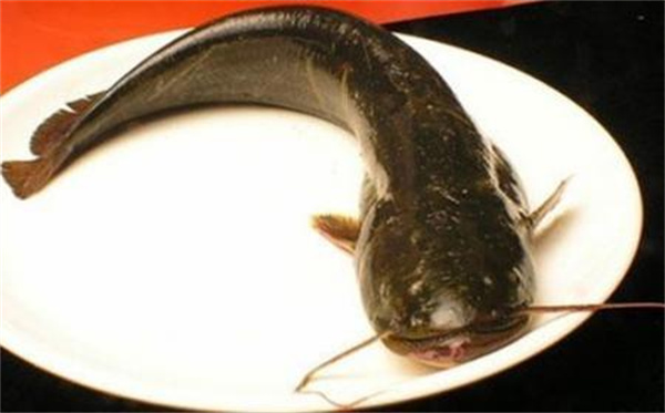 海鲶鱼最喜欢吃什么味型的食物 海鲶鱼的觅食习性和垂钓方法