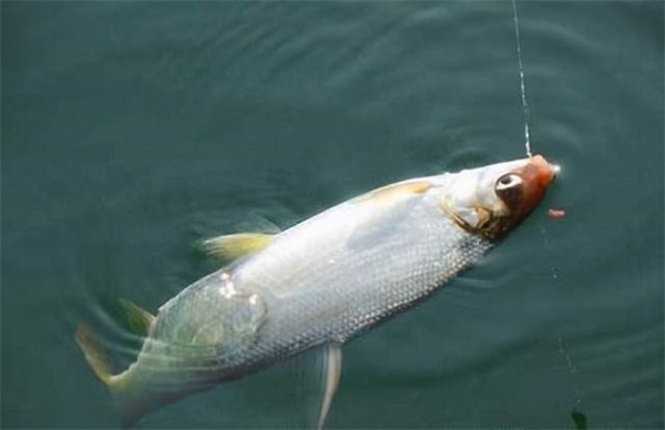 钓鱼用的果酸有哪几类 分别适钓哪些鱼种 一次说个明白