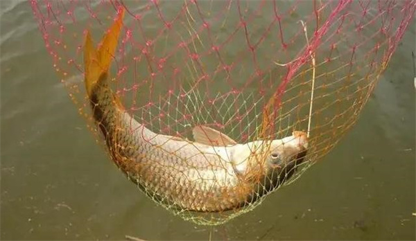 夏季野钓 最经典的3个饵料配方 钓大鱼专用
