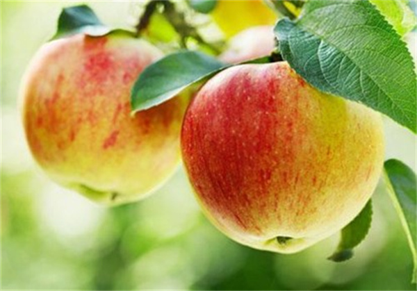 苹果减肥会厌食吗 苹果减肥有什么危害