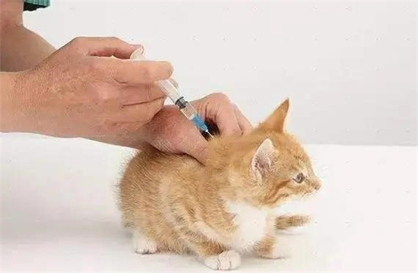 猫猫多大去打疫苗
