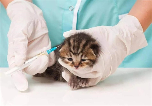 猫猫多大去打疫苗