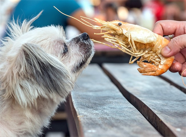 狗狗可以吃煮熟的虾仁吗
