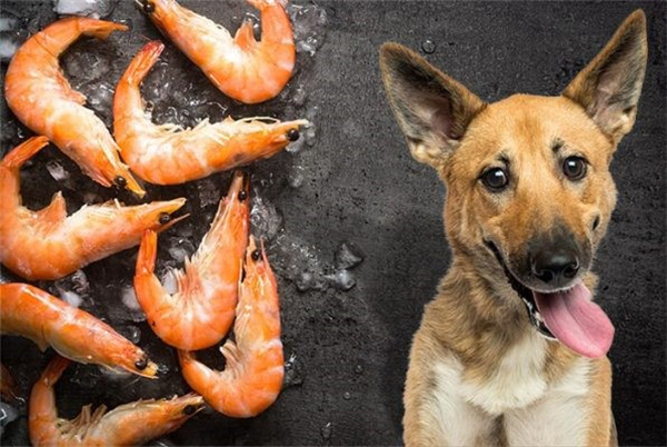 狗狗可以吃煮熟的虾仁吗