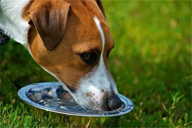 狗狗夏天可以喝绿豆汤吗