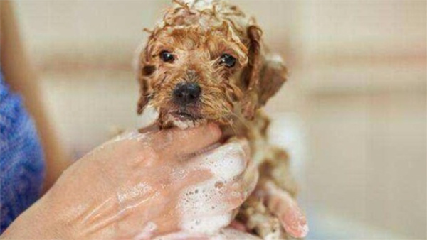 不要给一个月大的狗狗洗澡
