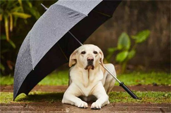下雨天气还要带狗狗出去遛狗吗