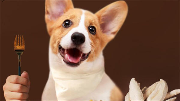 自制狗狗零食 酸奶酪狗粮粒的做法