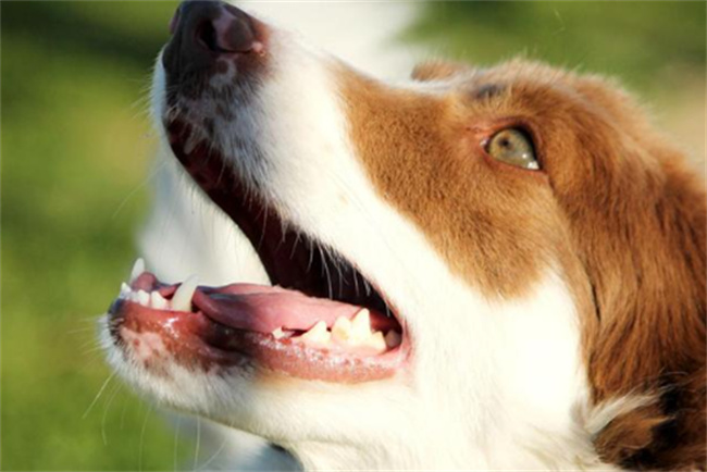 缺钙时的狗狗一般有哪些症状