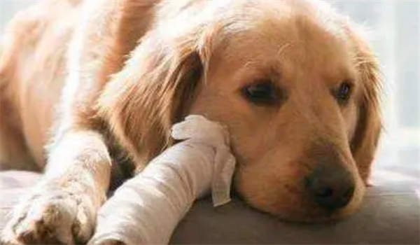狗狗脊椎受伤的症状及治疗方法