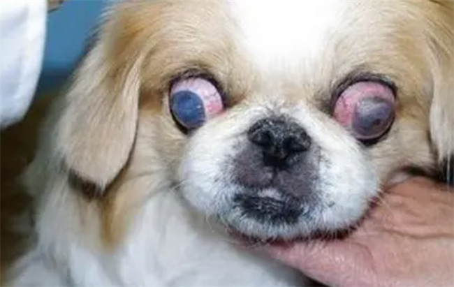 狗狗角膜炎用什么药好，治疗及用药心得