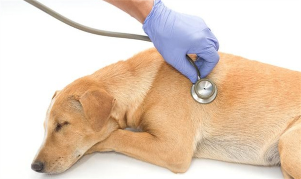 如何预防犬的肠炎型细小病毒病