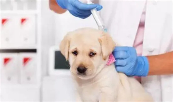 如何预防犬的肠炎型细小病毒病