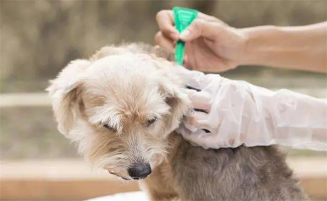 饲养幼犬应该先驱虫还是先注射疫苗