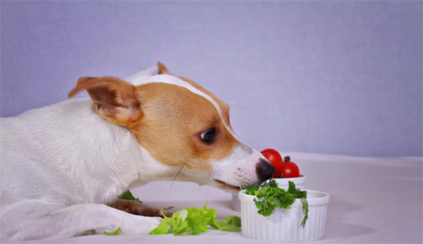 狗狗吃什么零食才健康