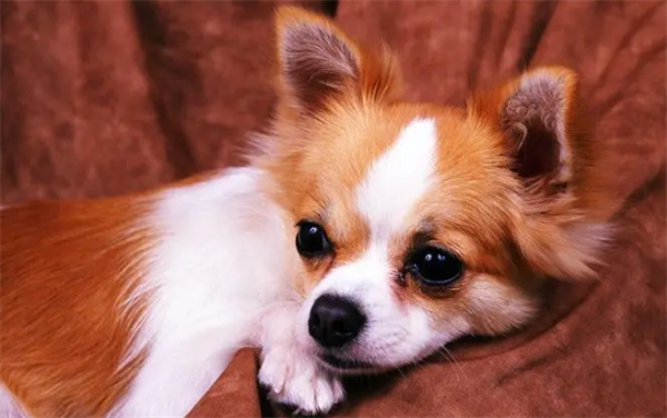 狗耳螨怎么治疗 注意清理和消炎