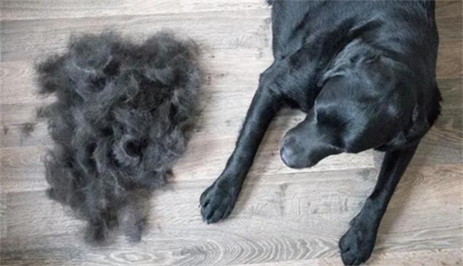 狗狗掉毛严重的两类原因