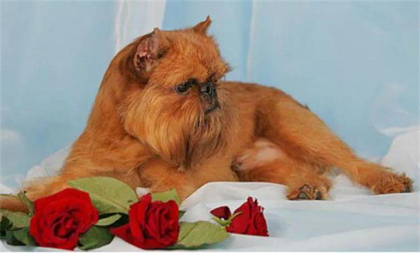 布鲁塞尔格里芬犬体态特征、性格特点及饲养方法