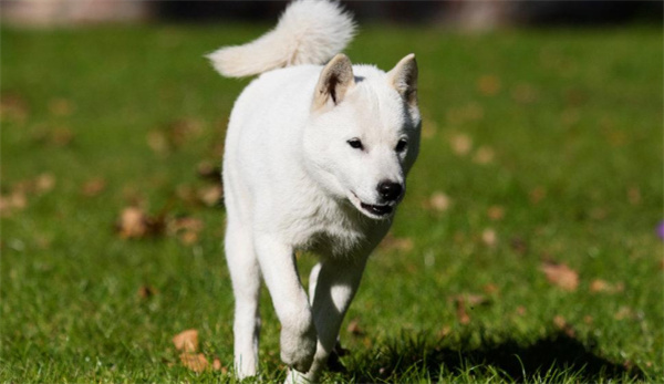 北海道犬的体态特征及生活习性