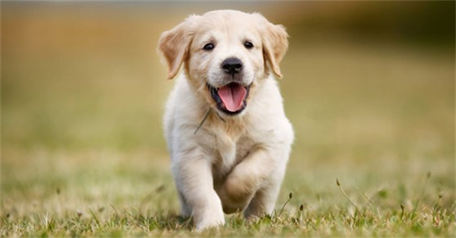 犬食管炎诊断及治疗方法