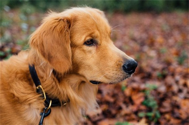犬食道异物诊断及治疗方法