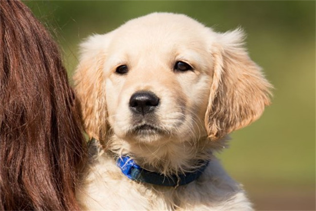 犬食道异物诊断及治疗方法