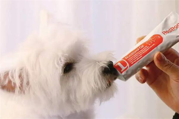 狗狗营养膏的三种喂食方法