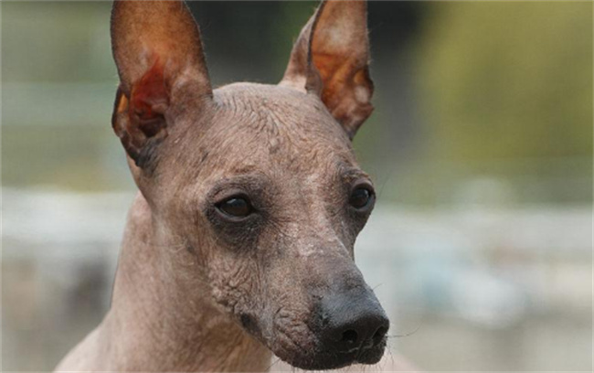 印加无毛犬形态特征及生活习性