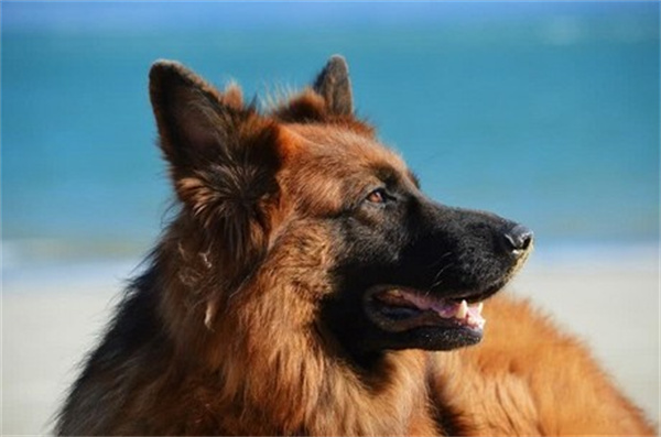 狗狗莱姆病的诊断|预防及治疗方法