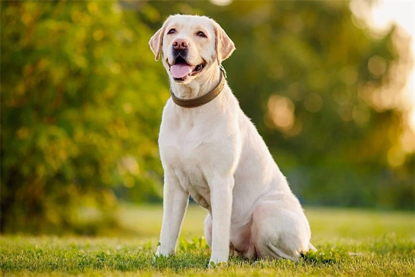 狗狗黑色素瘤的症状及治疗方法