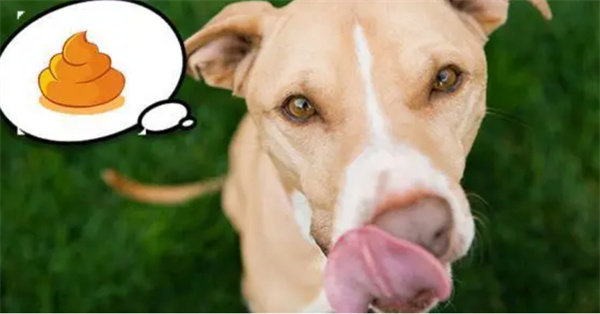 狗狗产生异食癖的缘故有什么