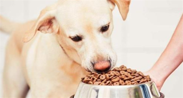 狗狗哪些食物钙含量高