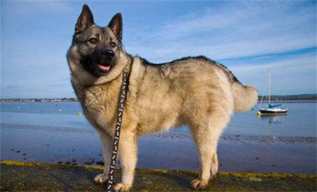 挪威猎糜犬驯养方法