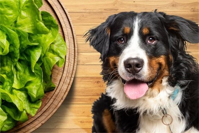 狗狗吃什么蔬菜能够推动排便