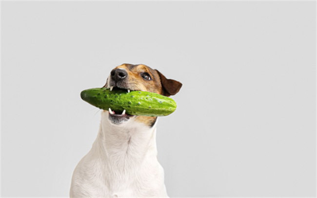 狗狗吃什么蔬菜能够推动排便