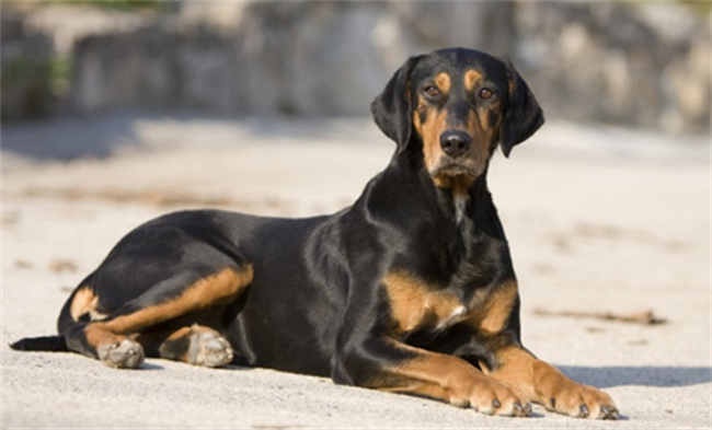 特兰西瓦尼亚猎犬标准、价格及饲养方法