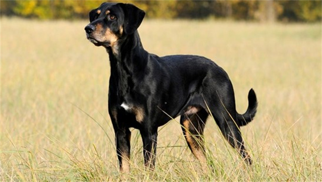 特兰西瓦尼亚猎犬标准、价格及饲养方法